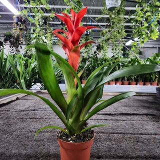 Guzmania