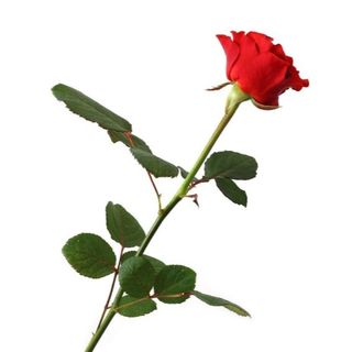 Роза (40 см.)