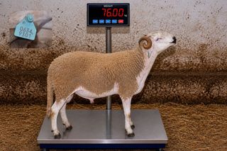 06349301 - 76 Kg