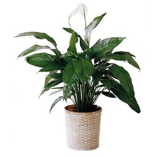 Spathiphyllum