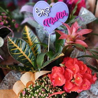 Centro de Plantas Deluxe con Pin Mamá