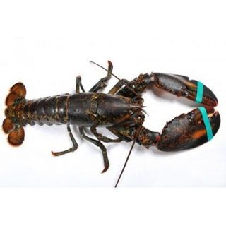 Bogavante Canadiense 500 Grs.