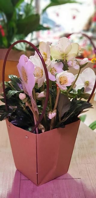 Helleborum   "elleboro" pianta detta anche la "rosa di natale"