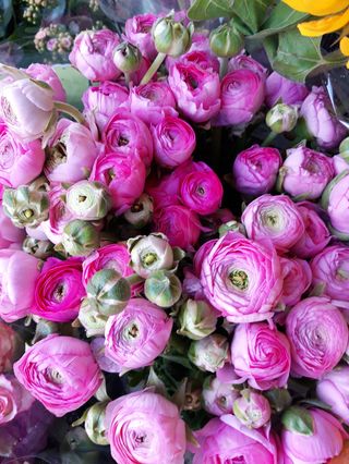 Bouquet di 10 ranocoli rosa