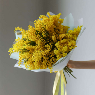 Mimosa “M”
