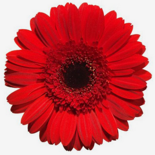 Gerbera vermelha 