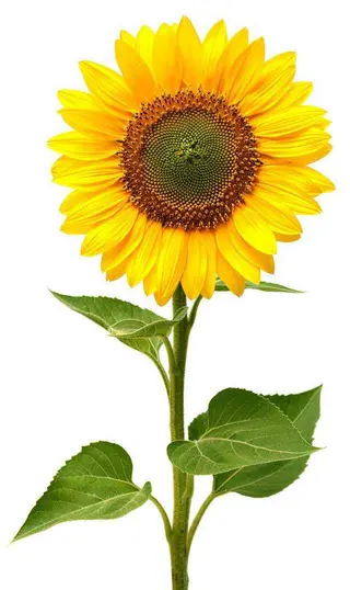 1 Girasole con gypsophila