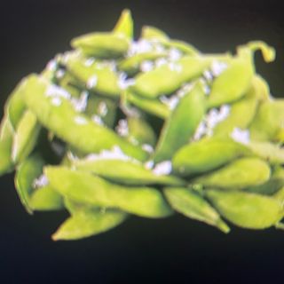 1. Edamame