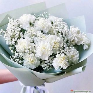 Bukiet n.37  z goździki białej i gipsówki 