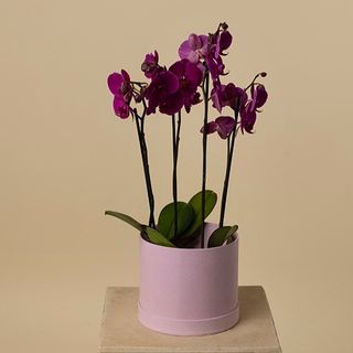 Orquidea premium de 4 tallos 