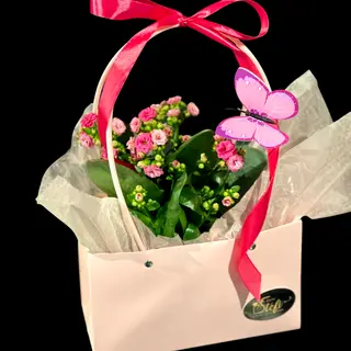 Khalanchoe