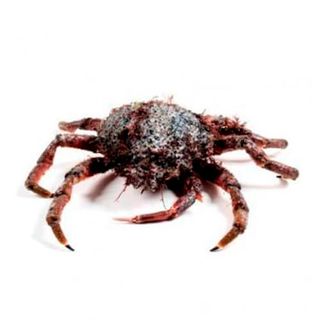 Centollo De Mar Vivo  Kg.