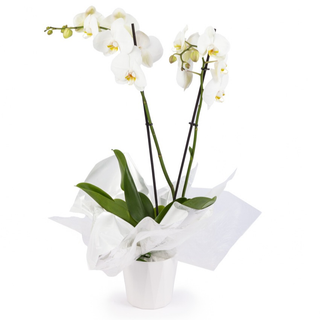 ORQUIDEA BLANCA