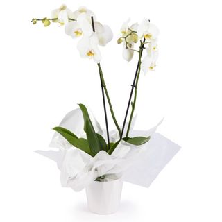 ORQUIDEA BLANCA CON MACETA
