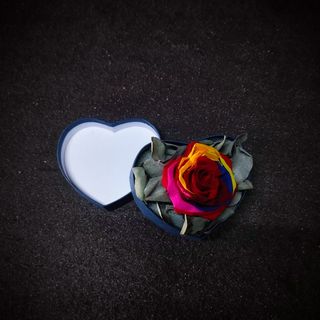 Rosa preservada multicolor