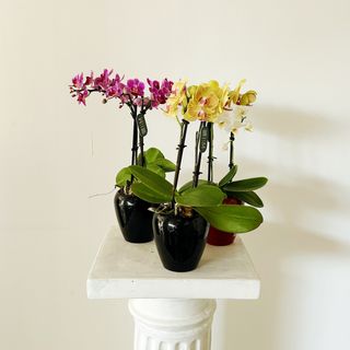 Orquídea Mini Sorpresa + Tiesto Incluido