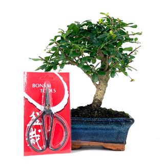 Pack Bonsái Carmona 5 años y Tijera china
