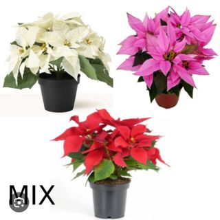 Planta de Navidad adornada regalo 