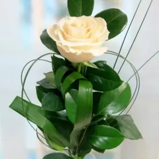Rosa Blanca Unidad