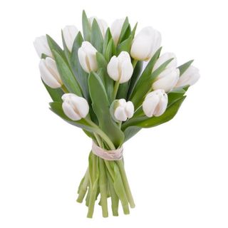 White Tulip