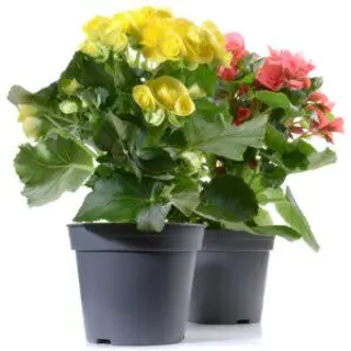 Begonia