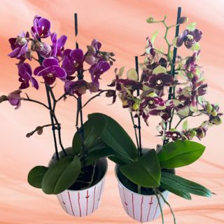 Orhidee mica cu 2 tije cu ghiveci (2)