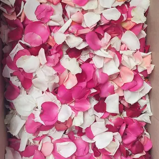 le pétale des rose 