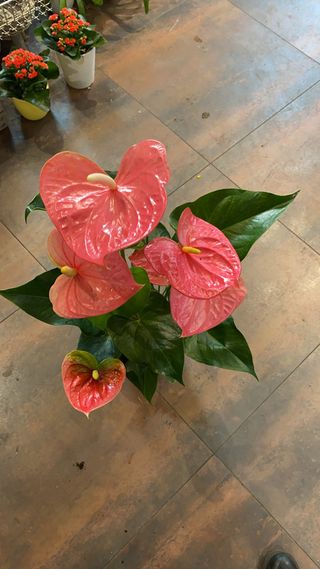 pianta di Anthurium colori assortiti