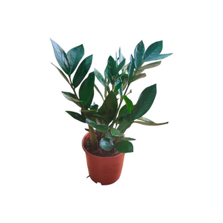 Vaso Zamioculca | Planta da Fortuna
