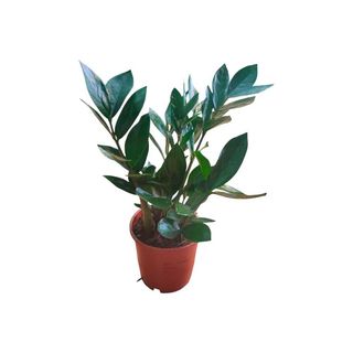 Vaso Zamioculca – Planta da Fortuna