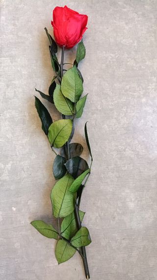 Rosa Preservada Roja Larga