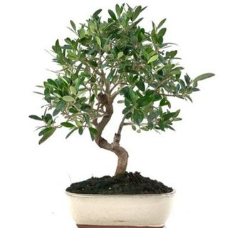 Bonsai olivo