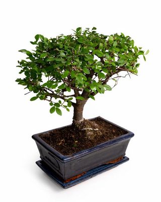 Chicas Bonsai