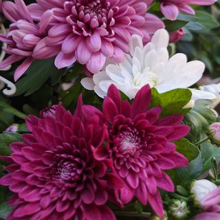 Хризантема 