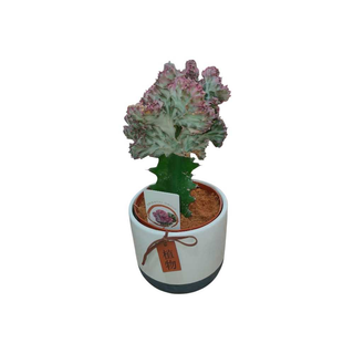 Vaso Euphorbia Lactea
