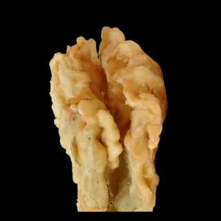 Fiori di zucca - 1 pezzo