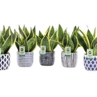 Sanseviera (Recibe uno de los 5 modelos)