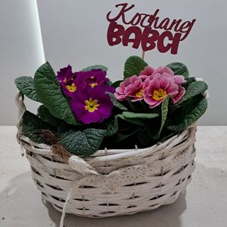 Kosz z primulkami