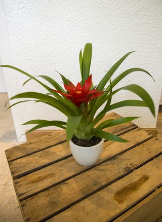 Planta Bromelia Pequeña