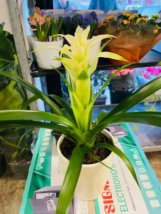 Bromelia Bianca