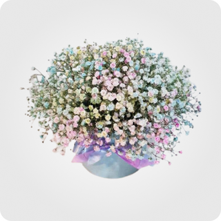 გიფსოფილა ყუთში N 1