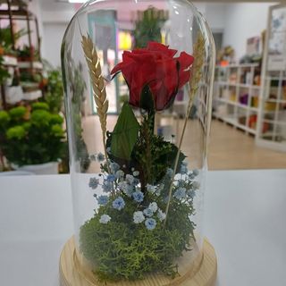 CÚPULA ROSA ROJA PRESERVADA