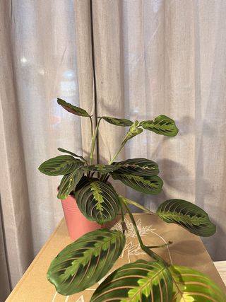 Maranta Con Maceta