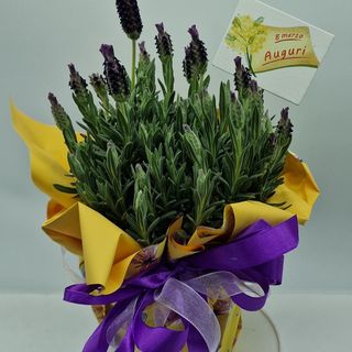 Lavanda per festa della donna