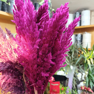 Pampas Sèches Rose Fuchsia x3