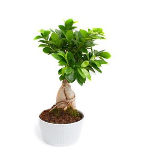 Bonsai 