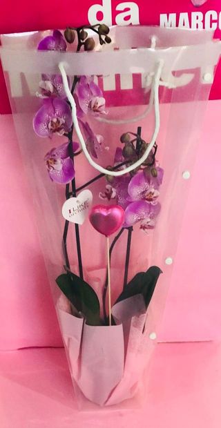 Orquídea
