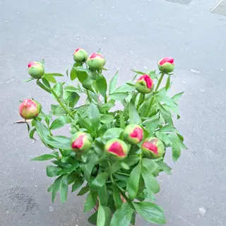 10...  Peonia