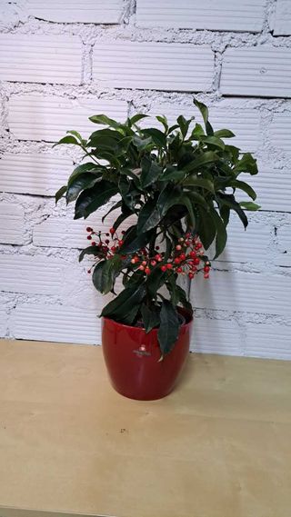 Ardisia