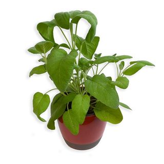 Salvie - Planta Aromatica (Salvia officinalis)